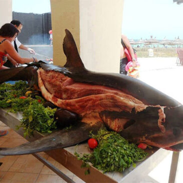 Uno squalo per cena