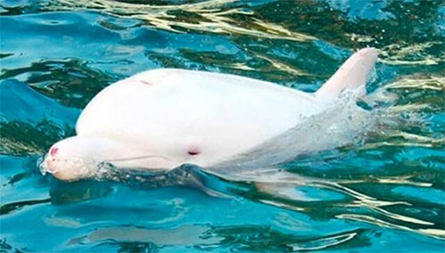 delfino albino