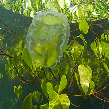 La medusa che naviga a vista