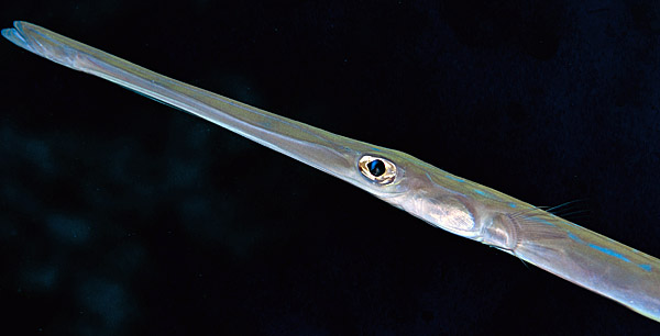 L’invasione-lampo del pesce flauto