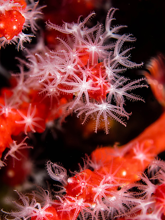 AMATEUR_J. Manuel Miro - Red Coral in flowers
