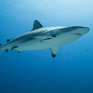 Sì, a Sharm El Sheikh ci sono gli squali