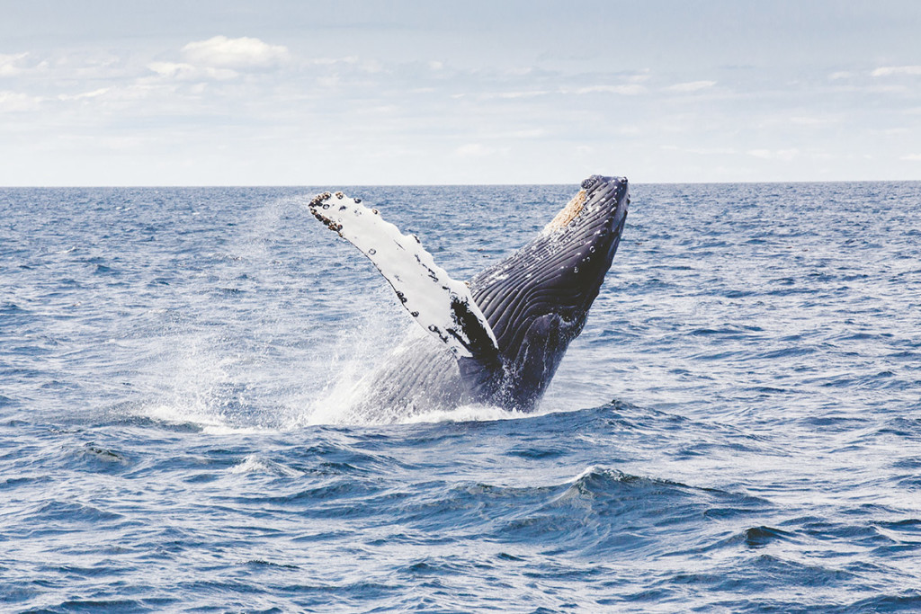 La malattia da decompressione può colpire le balene