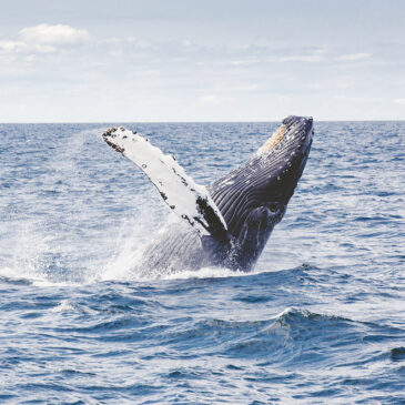 La malattia da decompressione può colpire le balene?