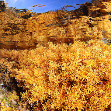 Cistoseire: le alghe ricercate