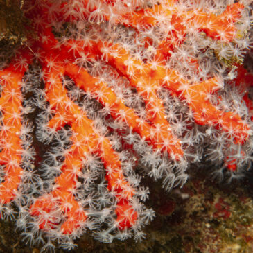Il corallo rosso di Portofino, una discesa all’Altare