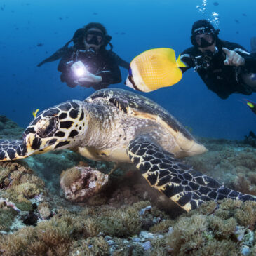 20 ragioni per una crociera diving in liveaboard alle Maldive