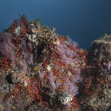 corallo calafuria
