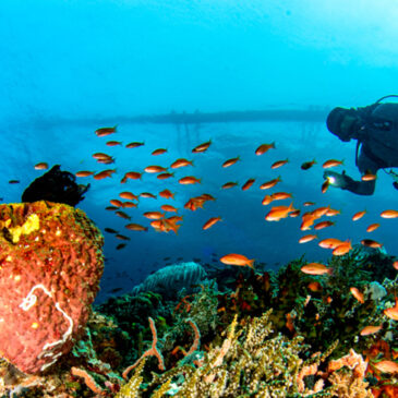 Galateo subacqueo: l’ambiente marino
